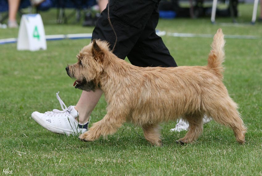 Cairn Terrier