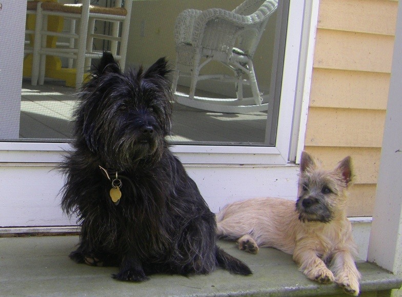 Cairn Terrier